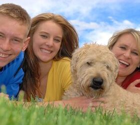 All About Self-Insurance For Dogs