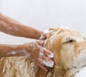 Make Your Own Homemade Dog Shampoo
