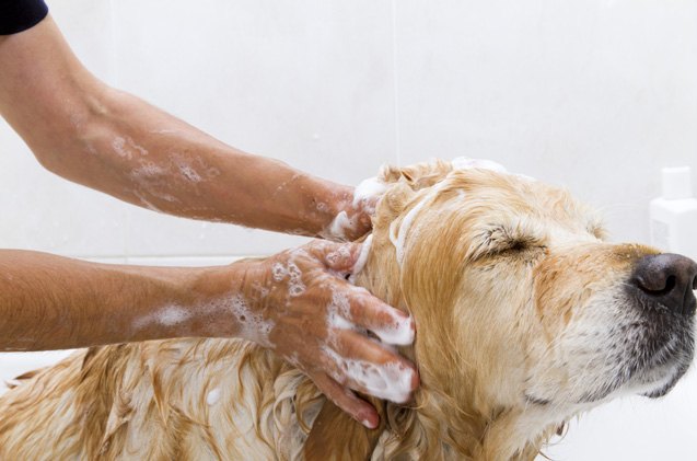 make your own homemade dog shampoo