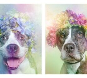 Adorable Photo Series Shows Pitbulls In A Gentler Light