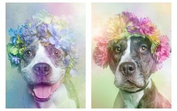 Adorable Photo Series Shows Pitbulls In A Gentler Light