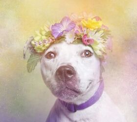 adorable photo series shows pitbulls in a gentler light