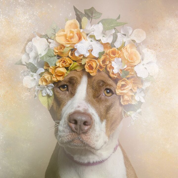 adorable photo series shows pitbulls in a gentler light