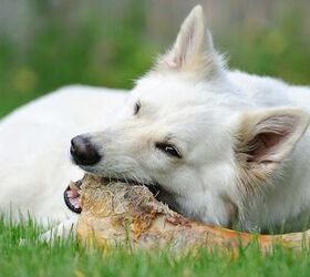 the importance of raw bones for dogs