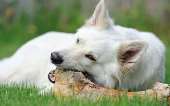 The Importance Of Raw Bones For Dogs