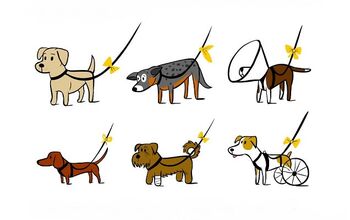 If Your Dog Needs Space, Tie A Yellow Ribbon Around His Leash