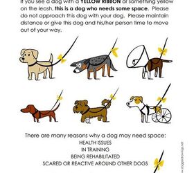 if your dog needs space tie a yellow ribbon around his leash