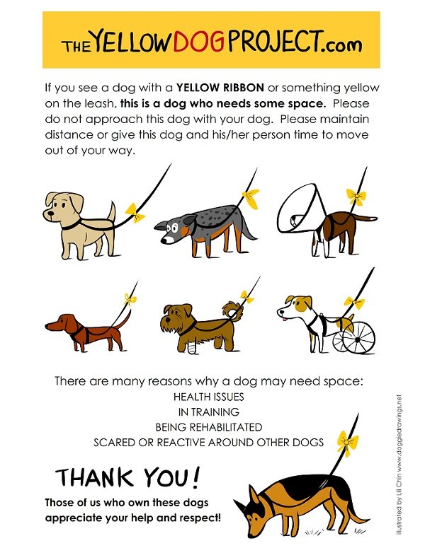 if your dog needs space tie a yellow ribbon around his leash