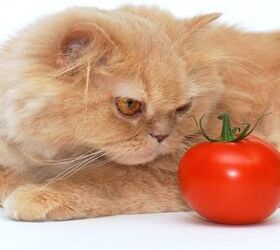 Can Your Cat Be A Vegetarian?