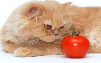 Can Your Cat Be A Vegetarian?