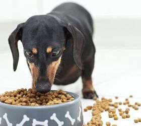 how is commercial dog food regulated