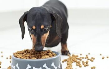 How is Commercial Dog Food Regulated?