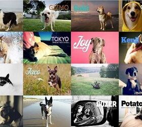 share how awesome your dog is with the world with packdog com