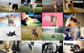 Share How Awesome Your Dog Is With The World With PackDog.com