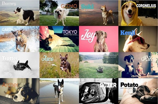 share how awesome your dog is with the world with packdog com