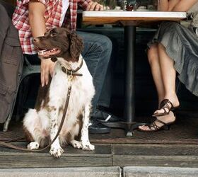 California Passes Law That Allows Dogs To Dine On Restaurant Patios