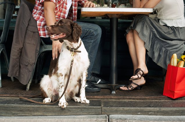 california passes law that allows dogs to dine on restaurant patios
