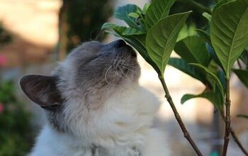 5 Ways To Go Green With Your Cat