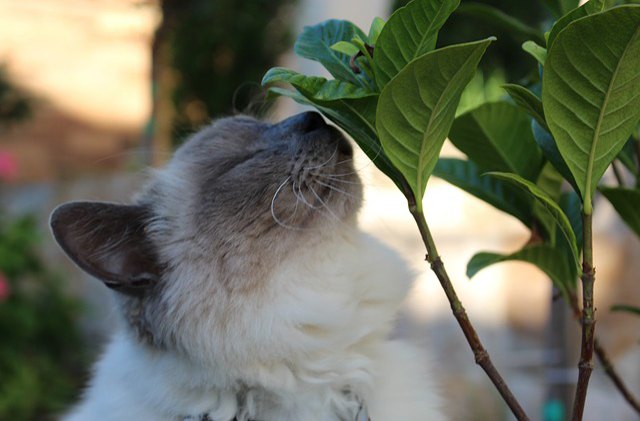 5 ways to go green with your cat