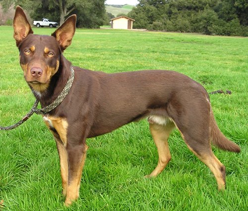 Calpie Australian Kelpie Dog Breed Information and Pictures - PetGuide | PetGuide