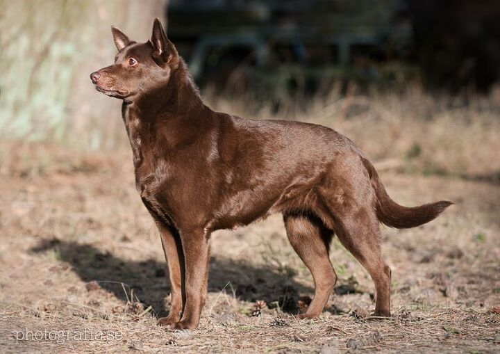 What Is The Origin Of The Australian Kelpie what-is-the-origin-of-the-australian-kelpie