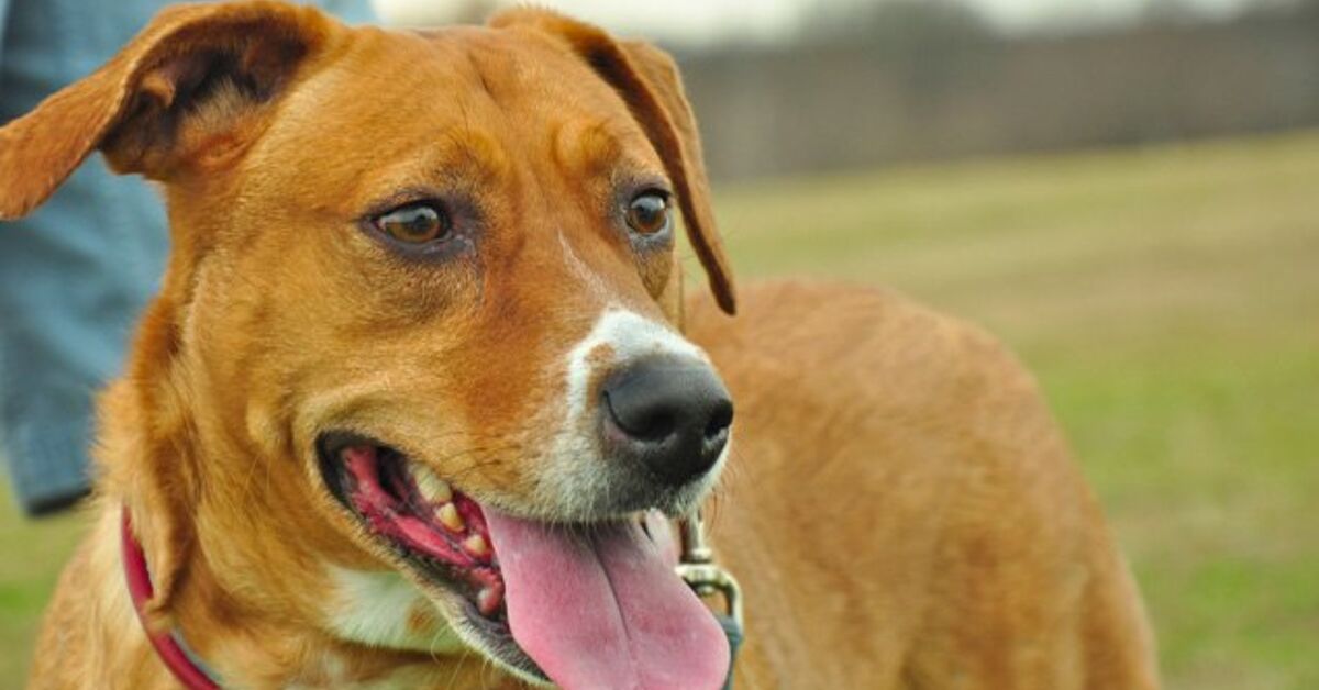 Humans Ruling Animals Landmark Ruling: Animals Can Now Be Considered Victims In The Eyes Of ...