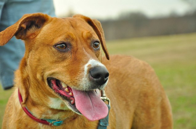 Animals Ruling Humans Landmark Ruling: Animals Can Now Be Considered Victims In The Eyes Of ...