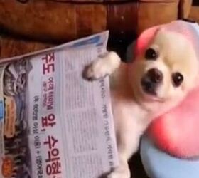 Pampered Chihuahua Chills Out While Getting A Head Massage [Video]