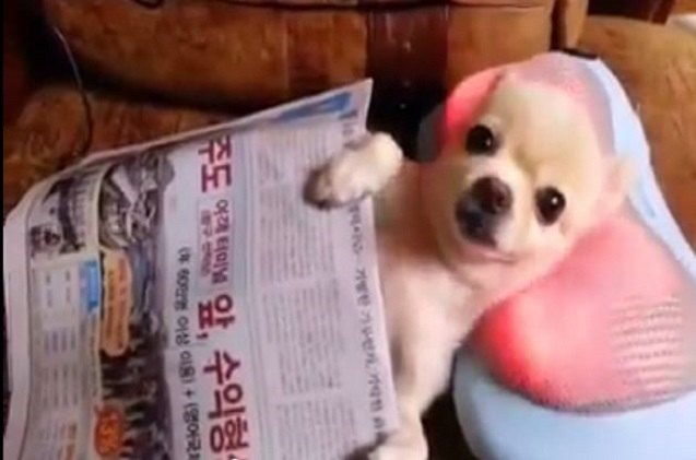 pampered chihuahua chills out while getting a head massage video