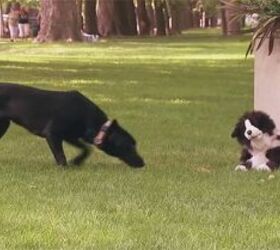 Gotcha! Covetous Canines Fetchingly Pranked by Stuffed Dog Puppet [Vid