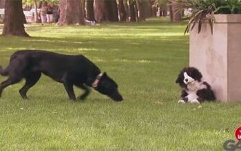 Gotcha! Covetous Canines Fetchingly Pranked by Stuffed Dog Puppet [Vid