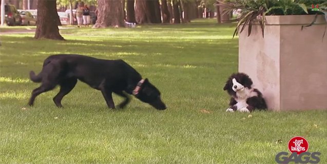 gotcha covetous canines fetchingly pranked by stuffed dog puppet video