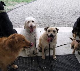 What To Look For In A Quality Dog Boarding Facility