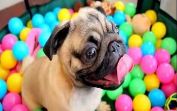 Watch This Crazy Pug Get His Friday On By Going Bonkers In A Ball Pit 