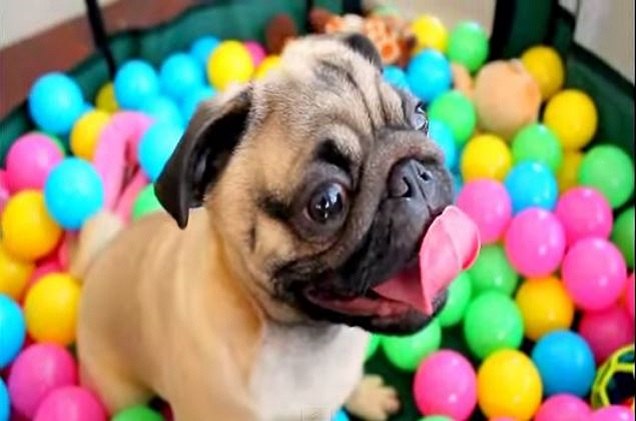 watch this crazy pug get his friday on by going bonkers in a ball pit
