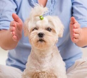 The Art Of Animal Reiki And Dog Energy Healing