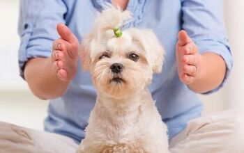 The Art Of Animal Reiki And Dog Energy Healing