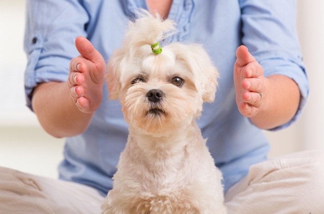 the art of animal reiki and dog energy healing