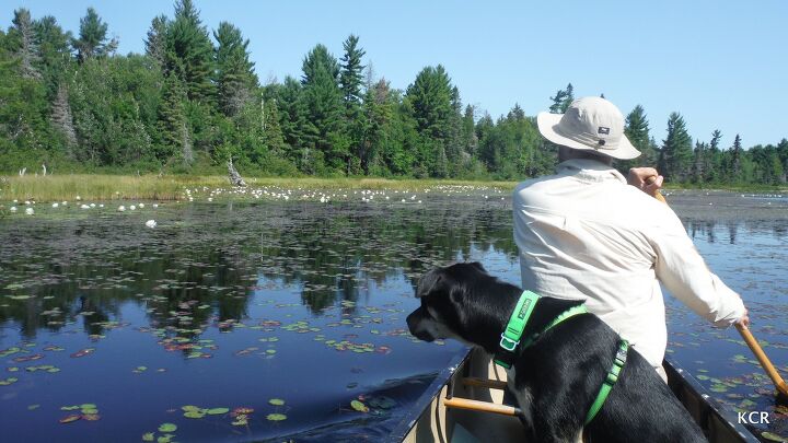 up the creek adventures in canine canoeing part 3