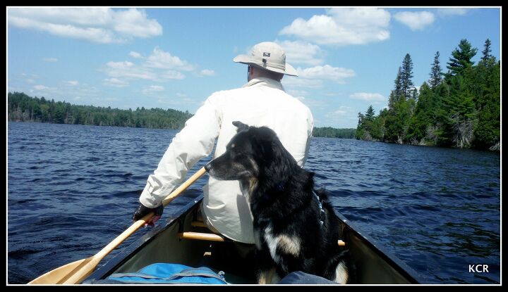 up the creek adventures in canine canoeing part 4