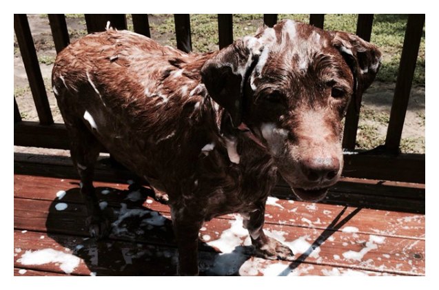 sudsy rain is the first soggy doggy pick for our wet wednesday weekly winner contest
