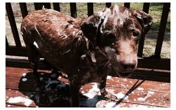 Sudsy Rain Is The First Soggy Doggy Pick For Our Wet Wednesday Weekly 