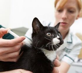 Feline Vaccinations: Which Ones Are Really Necessary?