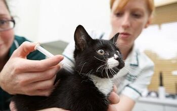 Feline Vaccinations: Which Ones Are Really Necessary?