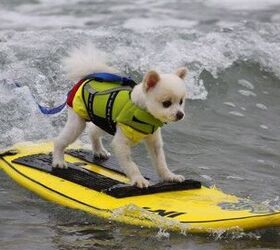 Hang 10 With Your Pup At Surf City Surf Dog Competition
