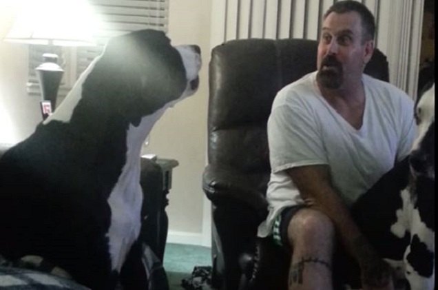 jealous great dane doesn t want to share the love video