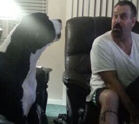 jealous great dane doesnt want to share the love video