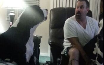 Jealous Great Dane Doesn’t Want To Share The Love [Video]