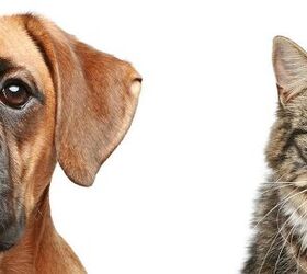 Fighting Like Cats And Dogs: Dealing With A Cat-Aggressive Dog
