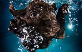 Cannonball! Check Out These Adorable Pictures Of Puppies Underwater